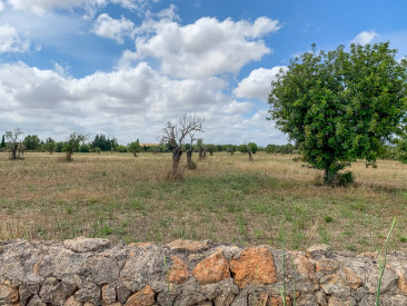 House in Llucmajor — photo 6