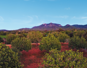 Land for sale in Felanitx - SE010