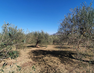 Land for sale in Alhaurín el Grande - P4566970