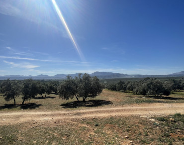 Land for sale in Mollina - 428-01385P