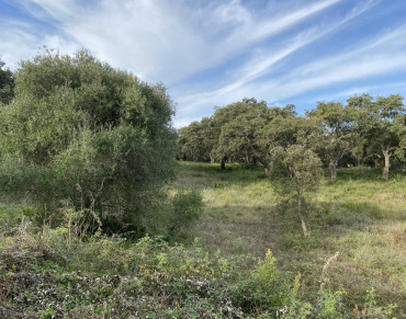 Land for sale in San Roque Golf Club, San Roque - b3924