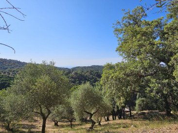 Plot / Land in Casares — photo 2