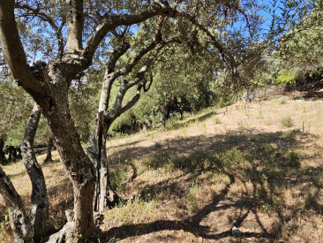 Plot / Land in Casares — photo 3