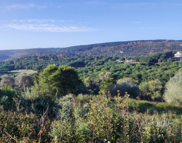 Land for sale in Sotogrande Alto - 324852