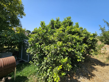 House in Casares — photo 3