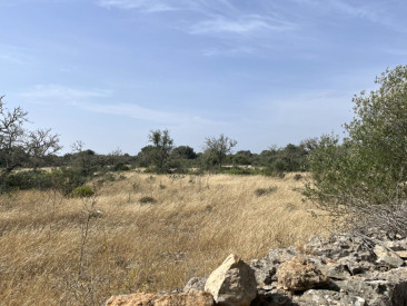 Plot / Land in Ses Salines