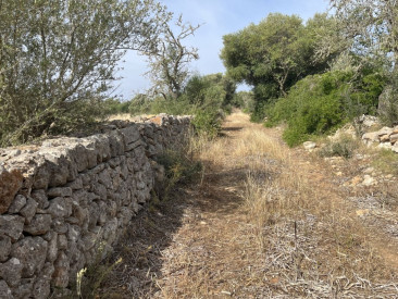 Plot / Land in Ses Salines — photo 3