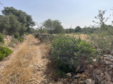 Plot / Land in Ses Salines — photo 4