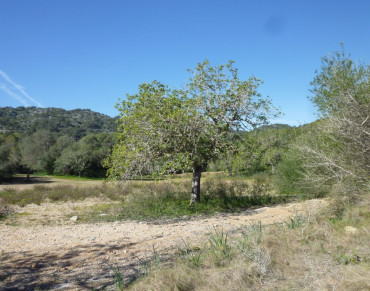Land for sale in Son Macià, Manacor - 7204