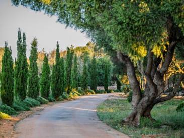 Finca in Llucmajor — photo 2