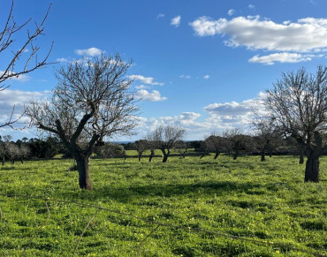 Land for sale in Alqueria Blanca, Santanyí - 7305