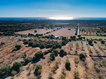 Plot / Land in Felanitx