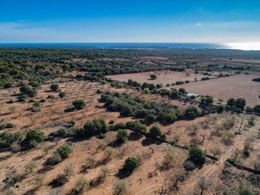 Plot / Land in Felanitx — photo 2