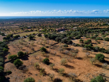 Plot / Land in Felanitx — photo 3