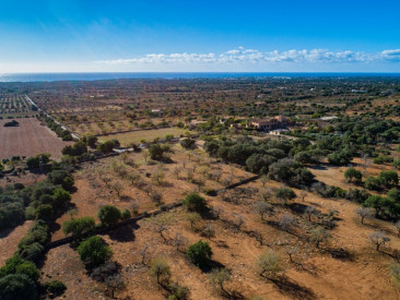 Plot / Land in Felanitx — photo 4