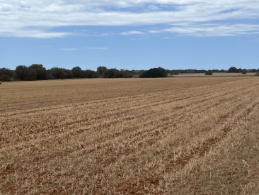 Plot / Land in Campos
