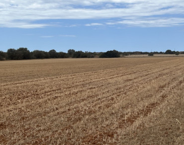 Land for sale in Campos - 7288