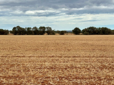 Plot / Land in Campos — photo 3