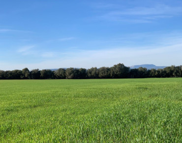 Land for sale in Campos - 7284
