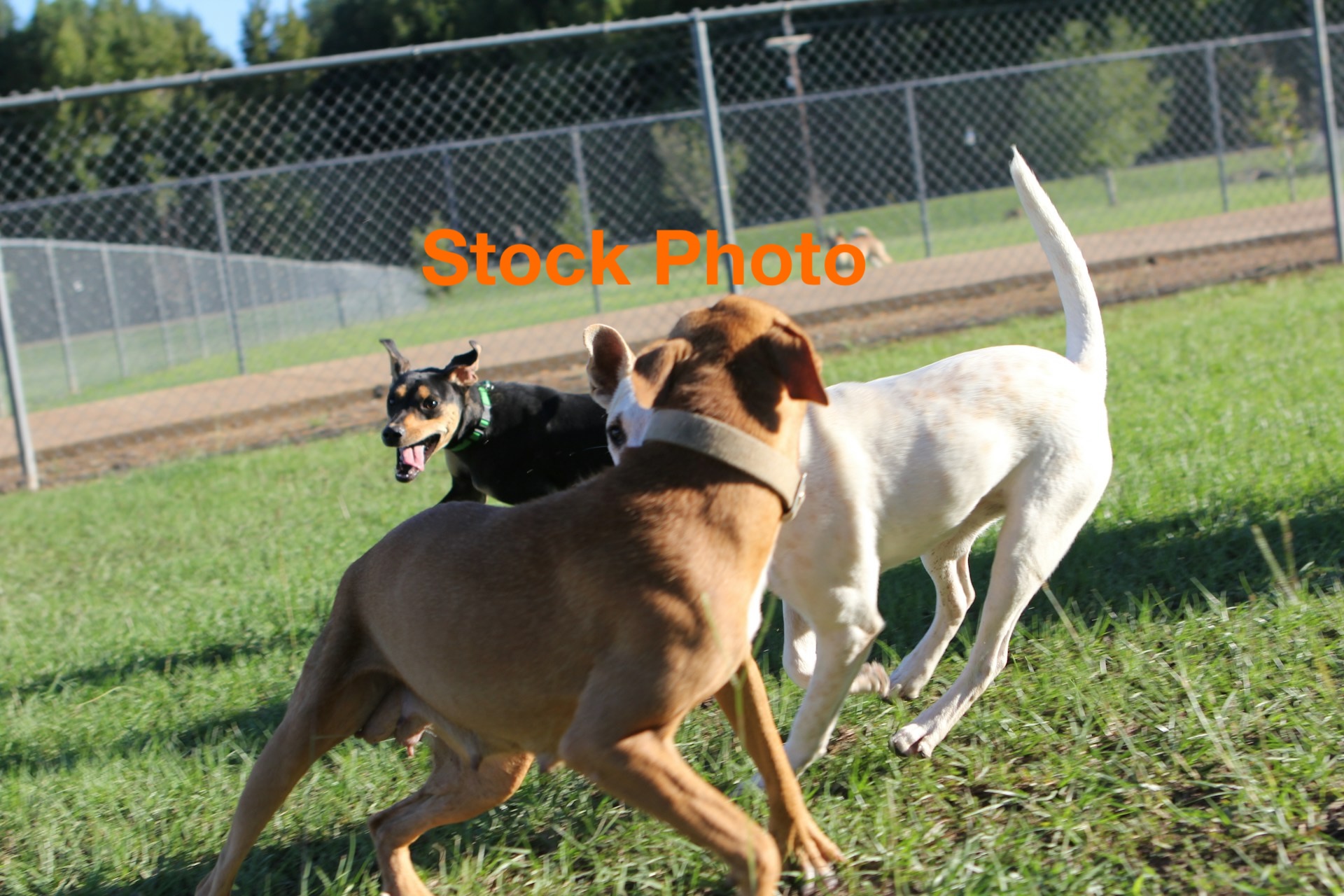 Licenced Kennels & Cattery with 4Bedroom Home and Multiple Income Streams (Ref: 3478)