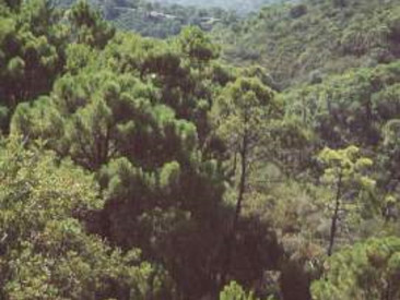 Plot / Land in Estepona — photo 4